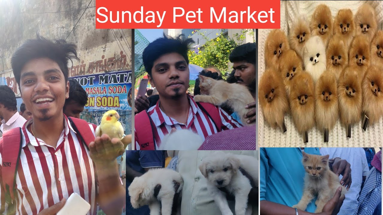 paris pet market