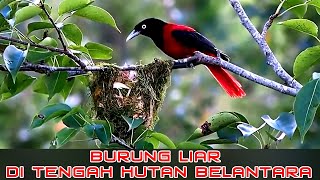 GEMURUH SUARA BURUNG LIAR DI TENGAH HUTAN BELANTARA