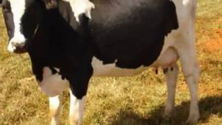 Video thumbnail of "pena branca e xavantinho (vaca estrela e boi fubá).wmv"