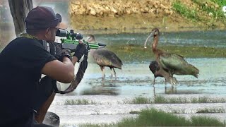 BERBURU BURUNG GAJAHAN || TARGET MELIMPAH DI BULAN SYAWAL