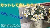 花かんざし長く咲くけどいつ切るの ギャザリングの作り方 花ズバっ 1旬の花とその使いかた紹介 花創人ガーデニング教室 Youtube 花かんざし長く咲くけどいつ切るの ギャザリングの作り方 花ズバっ 1旬の花とその使いかた紹介 花創人ガーデニング教室 Youtube