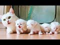 「猫かわいい」 すごくかわいい子猫 - 最も面白い猫の映画 #316