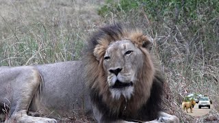 Roaring Lions Up Close