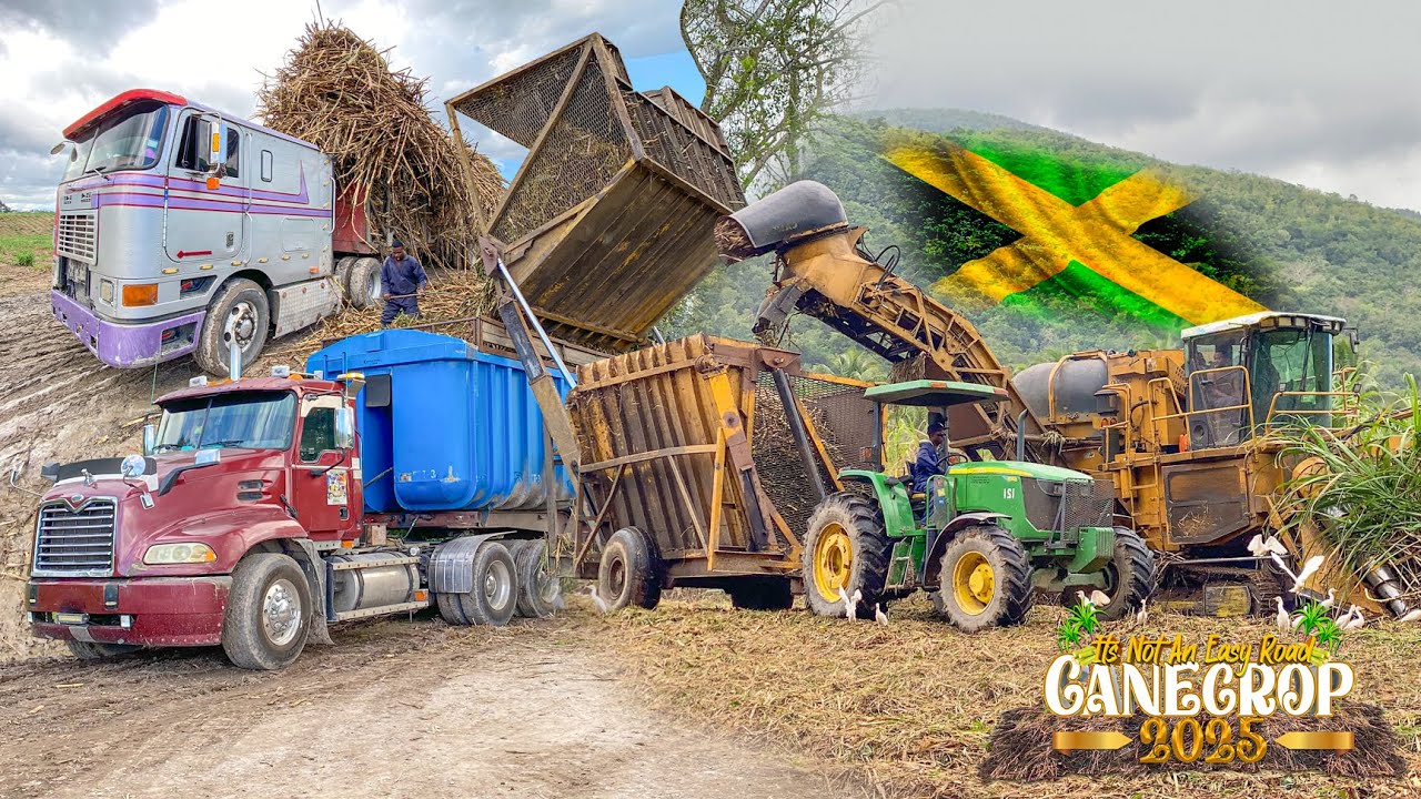 Ямайские дальнобойщики | В действии | S03E26 | Урожай тростника 2025 | Cash Money Crew | Munchie ...