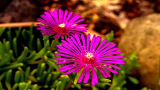Прекрасная, солнечная мелодия Сергея Чекалина  &quot;Все цветет&quot;...лето, солнце, цветы, счастье.....