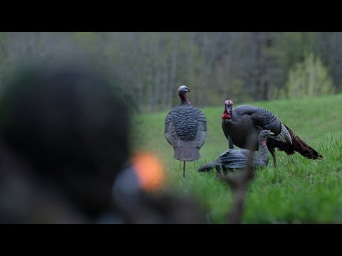 Over the Shoulder Turkey Hunt!