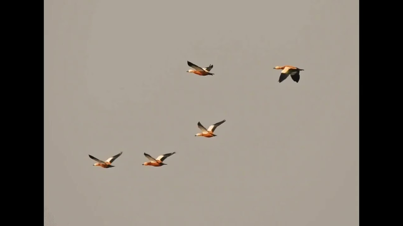         Birds Pune Maharashtra.! 