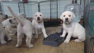 Lab Puppies Celebrate Independence Day! LIVE STREAM REPLAY