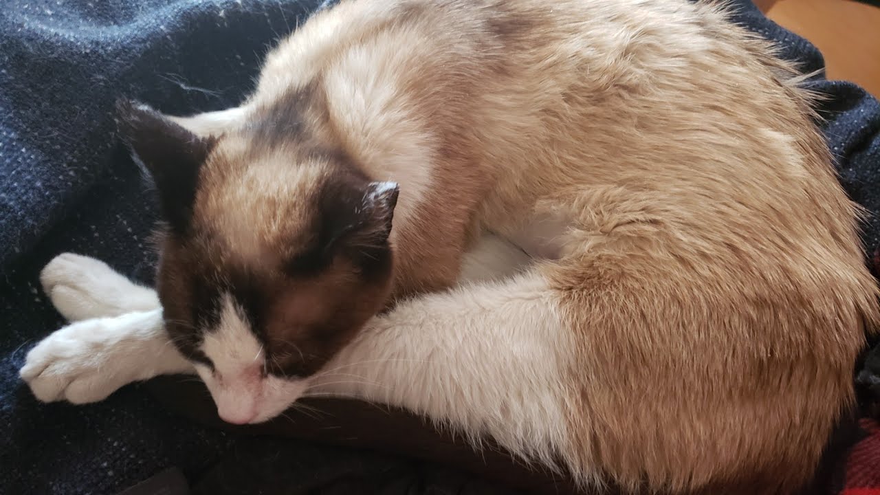 Another cat? YouTube