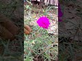 This flower is very beautiful