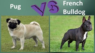 Pug VS French Bulldog - Breed Comparison - French Bulldog and Pug Differences