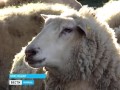 Краснодарские ученые вывели новую породу овец