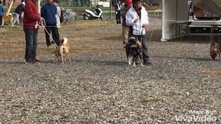 平成30年度 日本犬保存会 全国展 四国犬 成犬雌 2審 Youtube