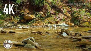 Gentle Sound of a Mountain Stream and Spring Forest Birds Singing for Sleep - 6 Hours