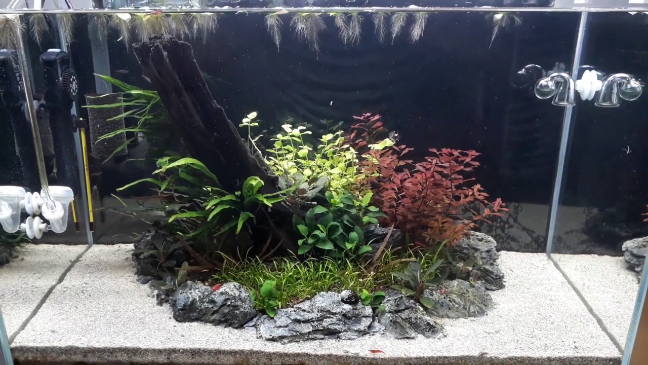 Island Aquascape (54L) UPDATE - YouTube