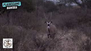 Amazing Hunt for Plainsgame in Namibia on His First Safari
