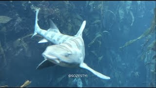 shark monterey bay