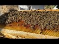 Bu Arı Adam Olmaz Dedim Ve…#arıcılık#anaarı#bal#polen#propolis