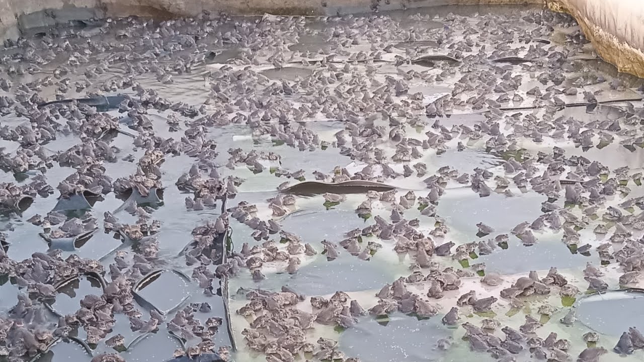 CHĂM SÓC ẾCH THỊT VÀO MÙA NGHỊCH