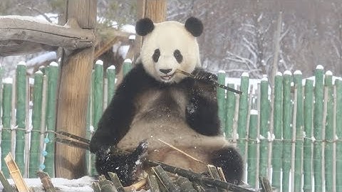 Pandas Excited By First Snow This Autumn in Northeast China