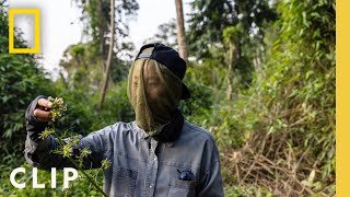 Foraging in the Rainforest | Restaurants at the End of the World | National Geographic