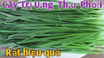 Bài thuốc trị Ungthư phổi. PHAN HẢI channel