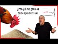 🐔 ¿Por qué las Gallinas comen PIEDRAS?