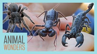 Meet Our Arachnids | Tarantula, Scorpion, and New Vinegaroon!