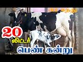 20லிட்டர் கறவை திறன் கொண்ட hf கிராஸ் கன்று மாடு விற்பனைக்கு வந்துள்ளது பெண் கன்று மாடு #hfjersey #hf