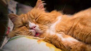 50 shades of snoring Cats Compilation NEW