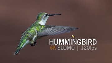 Hummingbird | SlowMo | 4K 120fps