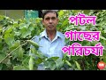     caring of pointed gourd