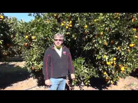 Navel orange pruning with Darren Minter Part 1