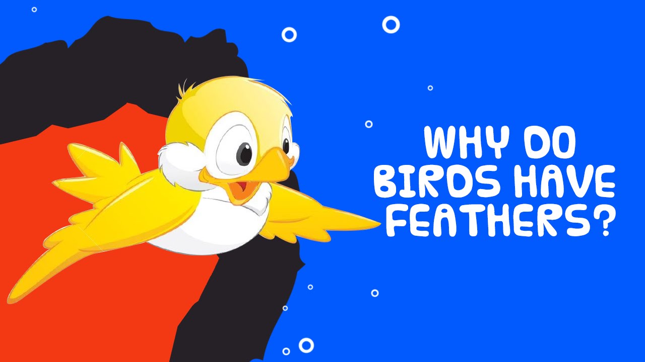 Bird Feathers: Bird Feather Facts - Why Do Birds Have Feathers?