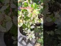 क्या आप बता सकते हैं ये सुंदर पत्तों वाले पौधे का नाम क्या है? #shorts #ytshorts #plants #garden