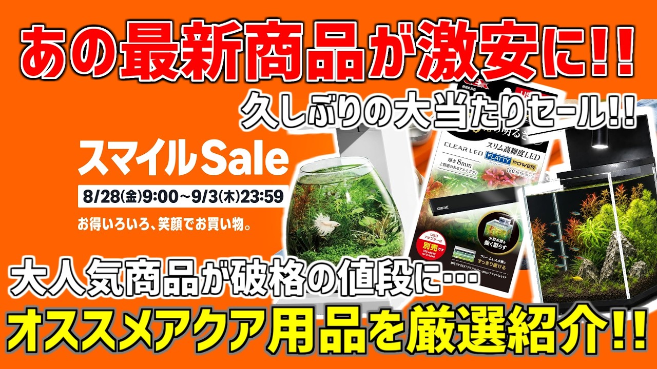 【激安】この値段でいいの…?AmazonスマイルSaleが超お得!!オススメ商品を紹介!!#859【アクアリウム】