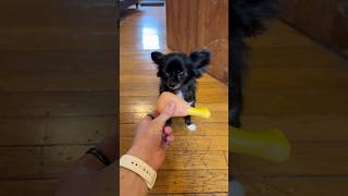 Celebrity CHICKEN LEG FLYING PUDDIN 🍗😱 Profile