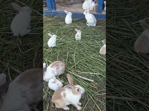 الأرنبات وداكشي