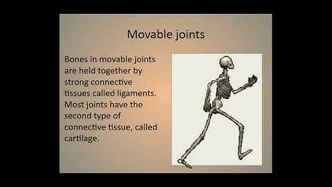 The skeletal system part 1   Google Slides