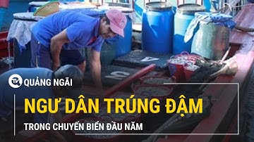 Ngư dân Quảng Ngãi trúng đậm lộc biển cá cơm đầu năm | Truyền hình Quốc Hội Việt Nam