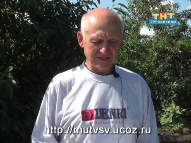 "В помощь садоводам" Сорта вишни