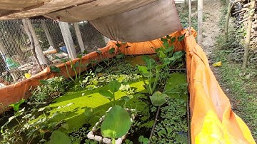 Nên hay không nuôi ốc bươu đen trên bể bạt