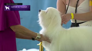 Cotons de Tulear | Breed Judging 2023