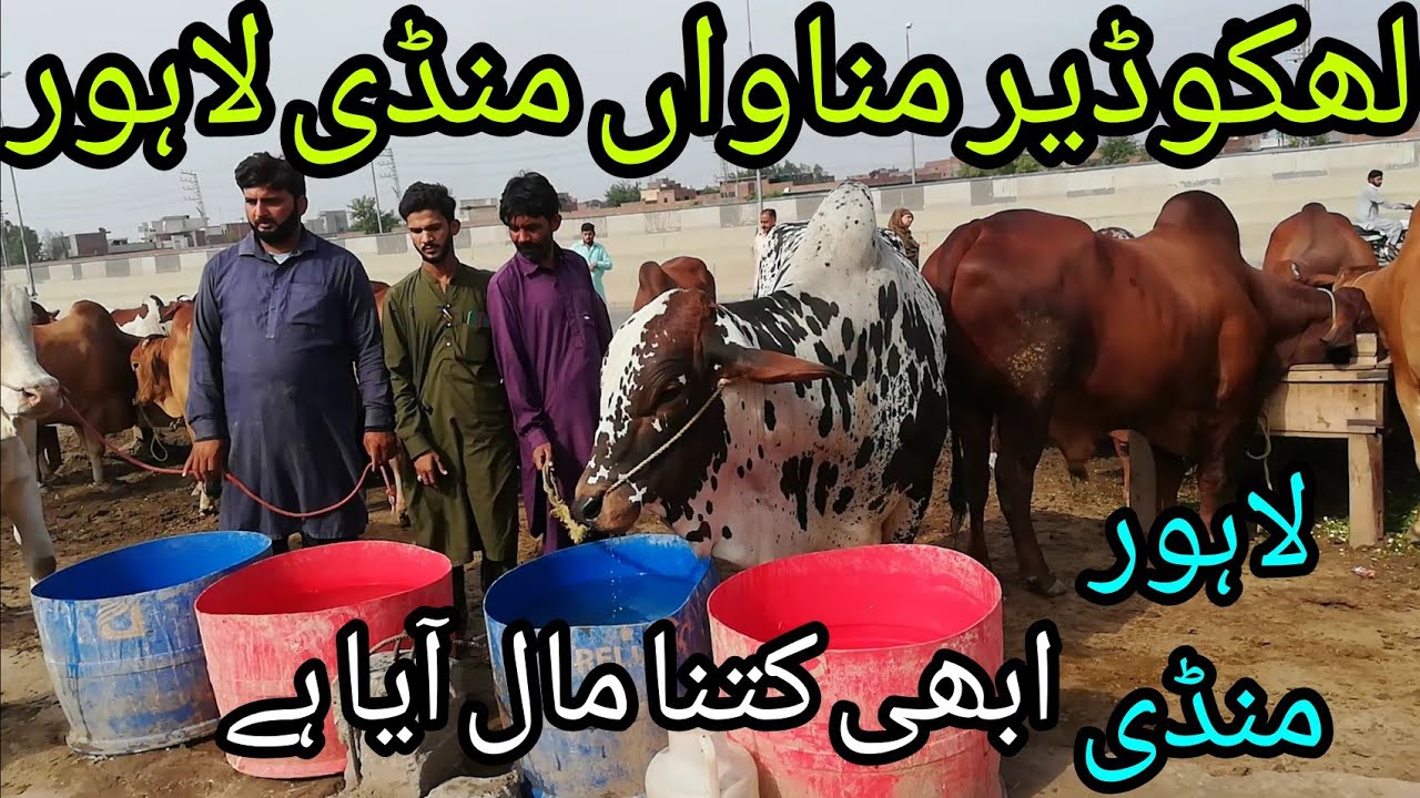 Lakhodhair Daroghewala Manawa Lahore Mandi Update Qurbani 2022 Bakra