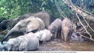 In Gabon Front Of Trap Cameras, Elephants Crossing Ndouni River.