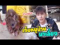 หนูท่อสุดเชื่อง!! เดินมาอ้อนขออาหารกิน?! (น้องเดินขาเป๋น่าจะเจ็บที่ขามาก)