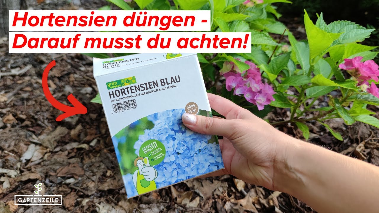 Hortensien dngen - Darauf musst du achten!