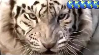 Pertarungan singa vs harimau sampai mati