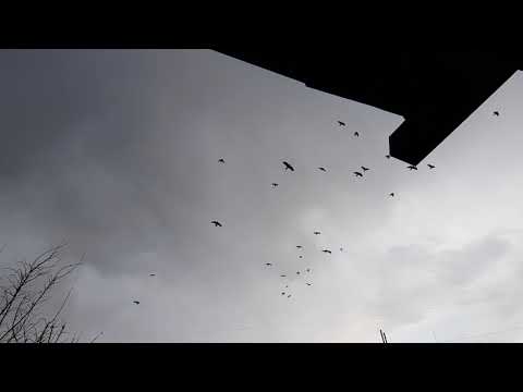 ყვავები ნელი კადრით, Crow - slow motion
