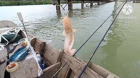 Hành trình săn cá ngát trên sông Soài Rạp